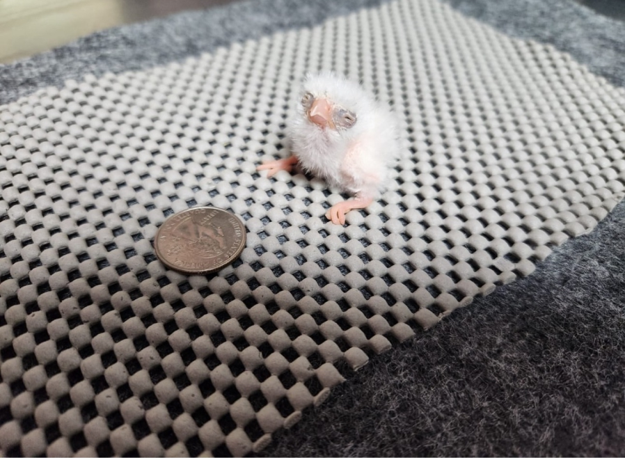 A photograph of a baby pygmy falcon sitting next to a quarter. It is just bigger than the coin.